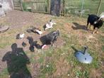 Kalkoen koppel, Dieren en Toebehoren, Kalkoen