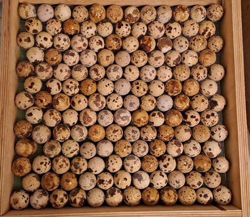broedeieren japanse kwartels, Dieren en Toebehoren, Pluimvee, Overige soorten, Meerdere dieren