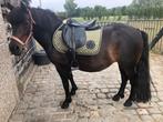 D- pony, Dieren en Toebehoren, Pony's, Merrie, Zadelmak, Gechipt, 11 jaar of ouder