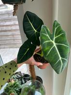 Alocasia Frydek, Ophalen of Verzenden