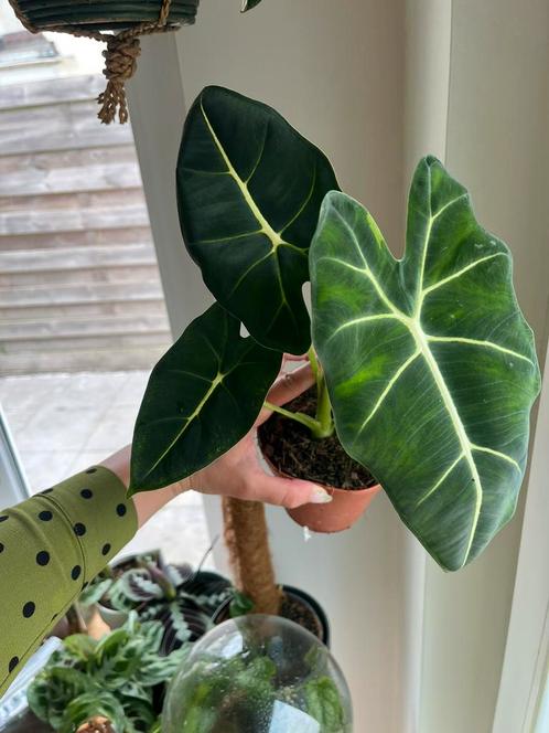 Alocasia Frydek, Huis en Inrichting, Kamerplanten, Ophalen of Verzenden