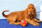 Supermooie Engelse Cocker pups!, Dieren en Toebehoren, 15 weken tot 1 jaar, Buitenland, CDV (hondenziekte), Meerdere