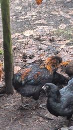 2 jonge Araucana hanen, wildkleur, Mannelijk, Kip