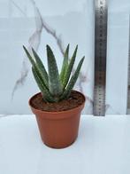 Aloe dichotoma, Verzenden