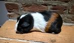 Skinnydrager beer, Dieren en Toebehoren, Knaagdieren, Cavia, Augustus, Mannelijk, Tam
