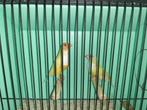 2 koppels gele goulds van 2023, Animaux & Accessoires, Oiseaux | Oiseaux Autre