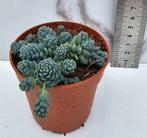 Sedum dasyphyllum Blue Tears €2.50, Verzenden