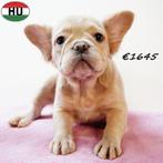 FLUFFY Franse Bulldog (teefjes) pups te koop, 15 weken tot 1 jaar, Buitenland, Meerdere, Overige rassen