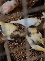 Glosters geelbonte  40 euro  kuif gladkop koppel, Dieren en Toebehoren, Vogels | Kanaries