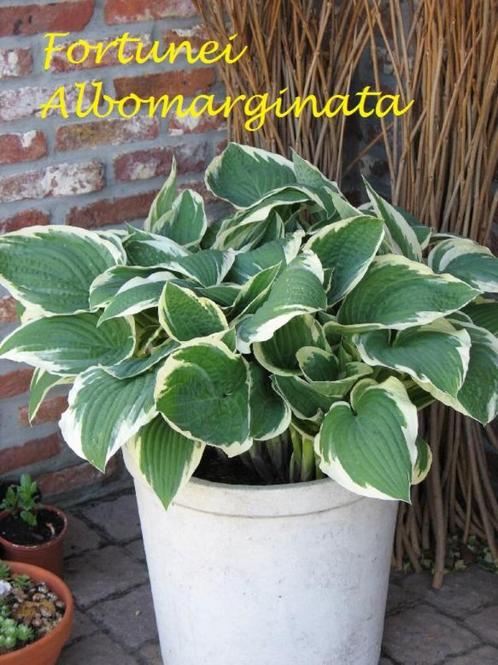 Hosta's In 8 soorten, Tuin en Terras, Planten | Tuinplanten, Vaste plant, Halfschaduw, Zomer, Ophalen