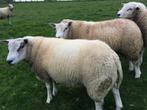 Franse texel bokken ( 65 kg, jan 2025 ), Dieren en Toebehoren, Schapen, Geiten en Varkens, Mannelijk, Schaap, 0 tot 2 jaar