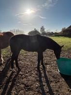 Hengst veulen te koop, Dieren en Toebehoren