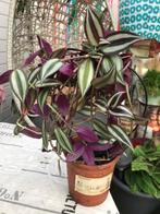 Tradescantia zebrina Plant, Enlèvement