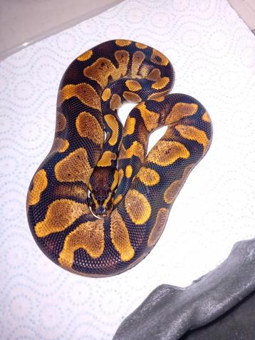 Ball python sugar het clown man  beschikbaar voor biedingen