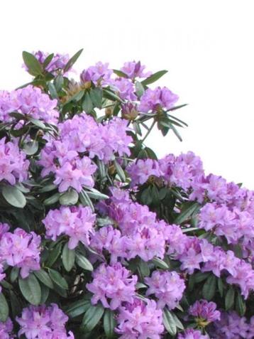 Rhododendron beschikbaar voor biedingen