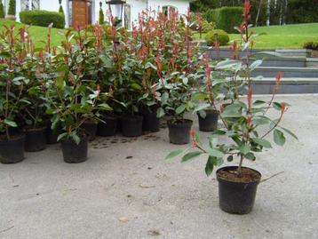 Photinia pour haie beschikbaar voor biedingen