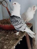 Oosters meeuwke, Dieren en Toebehoren