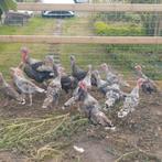 jonge kalkoenen, Dieren en Toebehoren