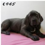 American Bully XXL x Mastino - machtige pups te koop, 15 weken tot 1 jaar, Buitenland, CDV (hondenziekte), Meerdere