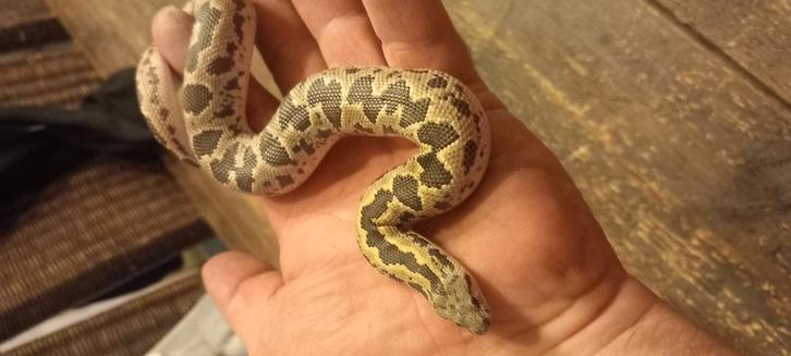 Zandboa's. Eryx Conicus koppel GERESERVEERD!!!, Dieren en Toebehoren, Reptielen en Amfibieën