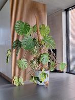 Monstera (excl pot), Ophalen, Zo goed als nieuw