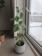 Citrus boompje zoekt nieuwe eigenaar, Ophalen