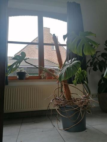 2 Monstera Deliciosa, Enlèvement