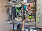 Ratten+kooi, Dieren en Toebehoren, Rat, Mannelijk, November, Tam