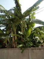 MASSAGE THUIS, Overige uren, Starter, Overige vormen, Geschikt als bijbaan