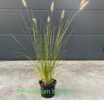 ‼️siergrassen aan promoprijzen ‼️, Enlèvement