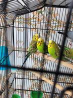 2 Oiseaux, Animaux & Accessoires, Oiseaux | Perruches & Perroquets