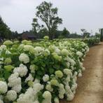 Hortensia Annabelle 1m hoog STUNTPRIJS 2,5€, Ophalen of Verzenden