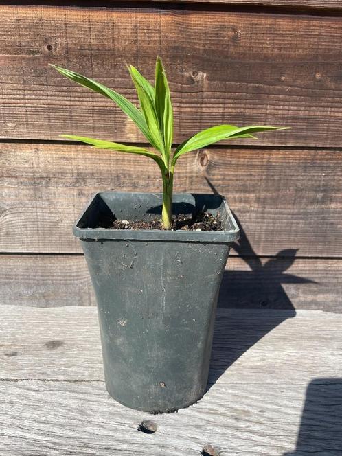 Archontophoenix cunninghamiana 'Koningspalm' (Vast Prijs), Tuin en Terras, Planten | Tuinplanten, Vaste plant, Overige soorten