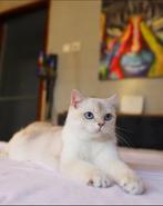 British shorthair, Animaux & Accessoires, Chatte ou Chat, Vermifugé, 3 à 5 ans