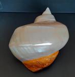 Turbo poli, Enlèvement ou Envoi, Coquillage(s)