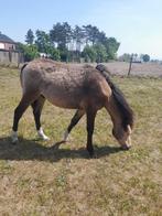 Mooie b-c pony jaarling, Dieren en Toebehoren, Pony's, B, Ontwormd