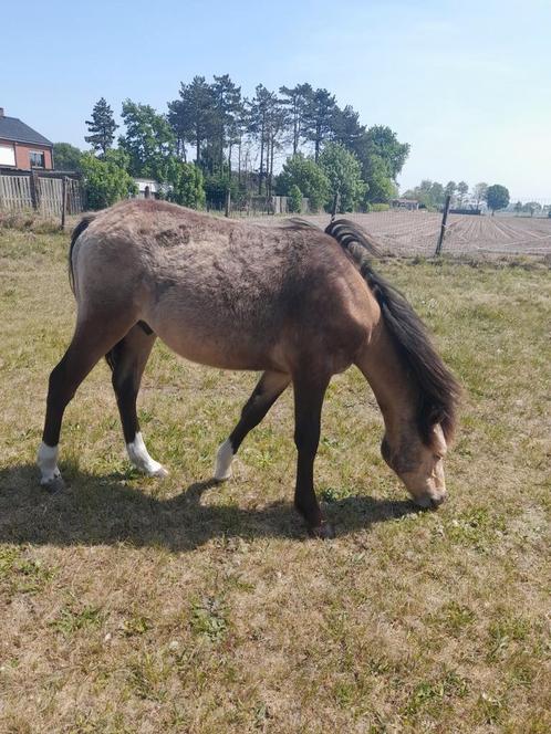 Mooie b-c pony jaarling, Dieren en Toebehoren, Pony's, B, Ontwormd