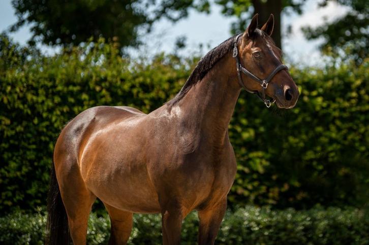 Fokmerrie Otrichta stam, Dieren en Toebehoren, Paarden en Pony's | Dekhengsten en Fokmerries, Merrie