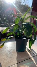 Dracaene drakenbloedboompje, Enlèvement