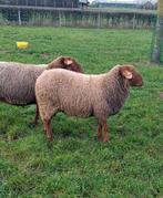 Mooie Ardense voskop dekram ingeschreven in stamboek Sle, Dieren en Toebehoren, Schapen, Geiten en Varkens, Mannelijk, Schaap