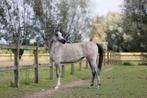 3 jarige Arabisch volbloed merrie, Dieren en Toebehoren, Paarden, Merrie, Minder dan 160 cm, B, Gechipt
