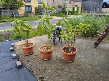brugmansia dubbele bloem, Tuin en Terras, Planten | Tuinplanten, Ophalen, Zomer
