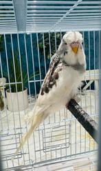 Perruche mâle, Mâle, Perruche