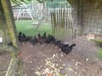 Araucana, groenlegger, marans