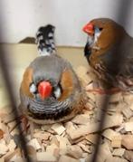 2 Mannen zebravinken te koop, Dieren en Toebehoren, Vogels | Overige Vogels, Mannelijk, Tropenvogel, Geringd