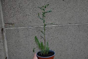 Achillea 'Safran' beschikbaar voor biedingen