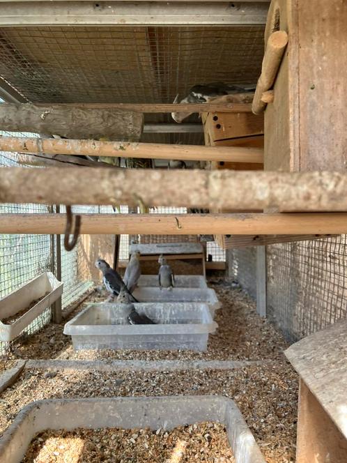 JONGE VALK PARKIETJES IN NEST OF UIT NEST NU 25 EURO/VOGEL, Dieren en Toebehoren, Vogels | Parkieten en Papegaaien, Parkiet, Meerdere dieren