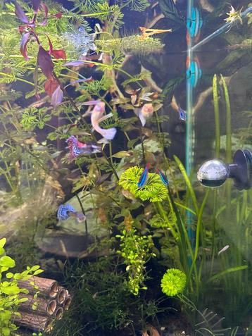 Guppy’s beschikbaar voor biedingen