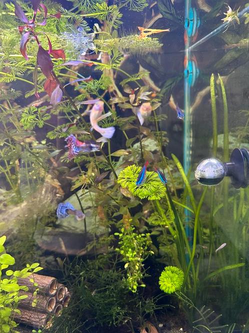 Guppy’s, Dieren en Toebehoren, Vissen | Aquariumvissen, Zoetwatervis, Vis, Schoolvis