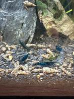 Torenslakken 1 euro / 5, Dieren en Toebehoren, Vissen | Aquariumvissen, Slak of Weekdier, Zoetwatervis